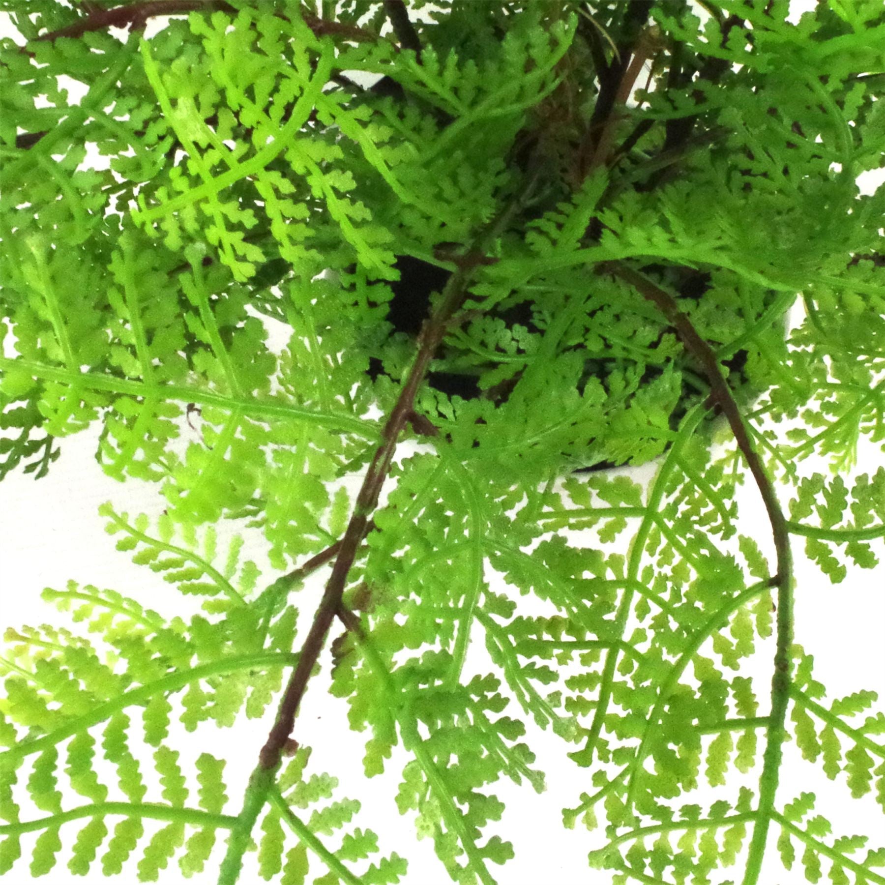 Faux 30cm Artificial Potted Lady Fern