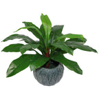 60cm Bushy Large Bird's Nest Fern Plant Artificial