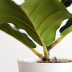 38cm Potted Artificial Fiddle Fig Plant