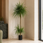 180cm Dracaena Realistic Artificial Tree