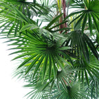 Artificial 120cm Fan Palm Tree