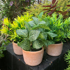 22cm Artificial Honey Plant Dark Green in Terracotta Pot
