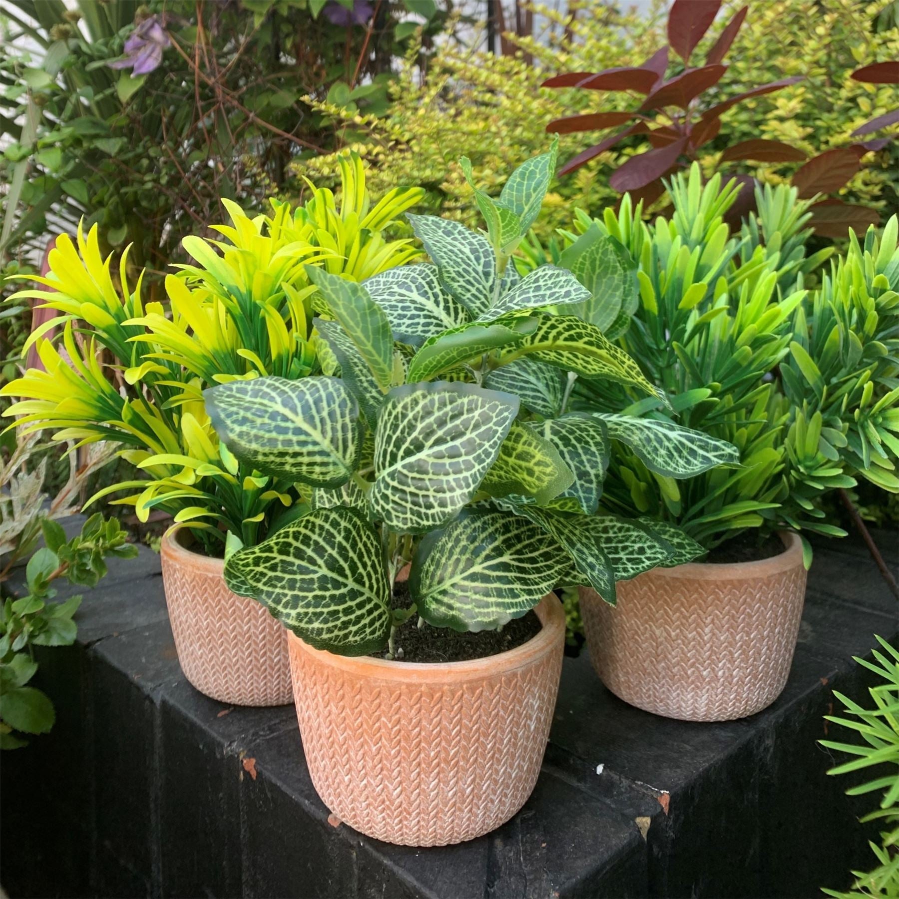22cm Artificial Honey Plant Dark Green in Terracotta Pot