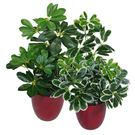 55cm Dark Green Artificial Arboricola Plant
