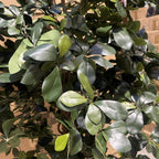 180cm Artificial Fire Retardant Black Olive Tree and Natural Trunk
