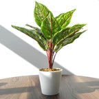 38cm Potted Artificial Calathea Veitchiane