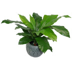 60cm Bushy Large Bird's Nest Fern Plant Artificial