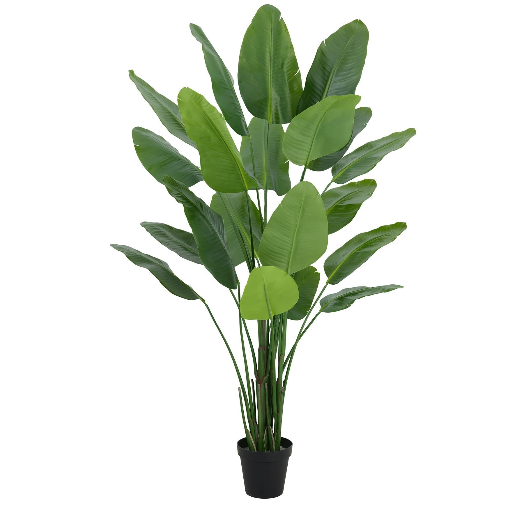 200cm Traveller Palm Artificial Tree