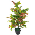 90cm Artificial Codiaeum Multicoloured House Plant
