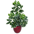 55cm Variegated Plant Artificial Arboricola