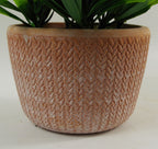22cm Artificial Honey Plant Dark Green in Terracotta Pot