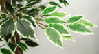 150cm Artificial Ficus Tree 1008 Silk Leaves