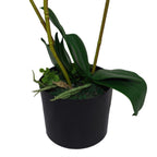 65cm Luxury Artificial Orchid 3 Stems Soft White Plant