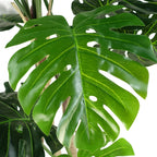 Luxury Monstera Plant Black Pot 150cm Artificial