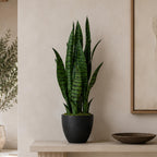 70cm Artificial Sansevieria Dark Green