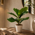 38cm Potted Artificial Fiddle Fig Plant