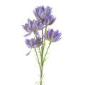 60cm Artificial Purple Starflower Stem 5 Flowers