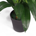 100cm Artificial Cymbidium Orchid Plant Dark Pink Flowers