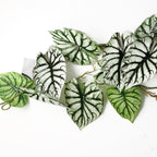 120cm Artificial Hanging Trailing Plant Alocasia Dragon Scale Light