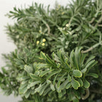 70cm Artificial Topiary Artemisa Plant
