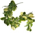 180cm Artificial Garland Hanging Trailing Golden Ficus Plant