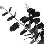 80cm Artificial Black Eucalyptus Foliage Stem