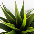 Artificial 55cm Yucca Plant
