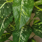 100cm Large Spotted Evergreen Tree Artificial Plant