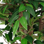 Artificial 90cm Luxury Smilax Sarsaparilla Ficus Tree Premium Range