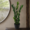 75cm Artificial Zanzibar Green Gem Zamioculcas Succulent Indoor Plant