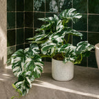 30cm Artificial Variegated Green Potted Monstera Trailing Plant