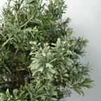 70cm Artificial Topiary Artemisa Plant