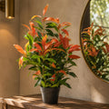 80cm Artificial Red and Green Ficus Plant