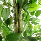 180cm Artificial Ficus Tree Green