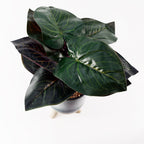 35cm Artificial Ficus Plant with Teal Blue Green Ceramic Planter