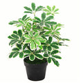 55cm Variegated Plant Artificial Arboricola