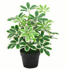 55cm Variegated Plant Artificial Arboricola