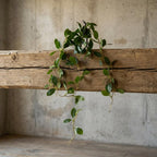 55cm Artificial Trailing Ficus Vine Stem