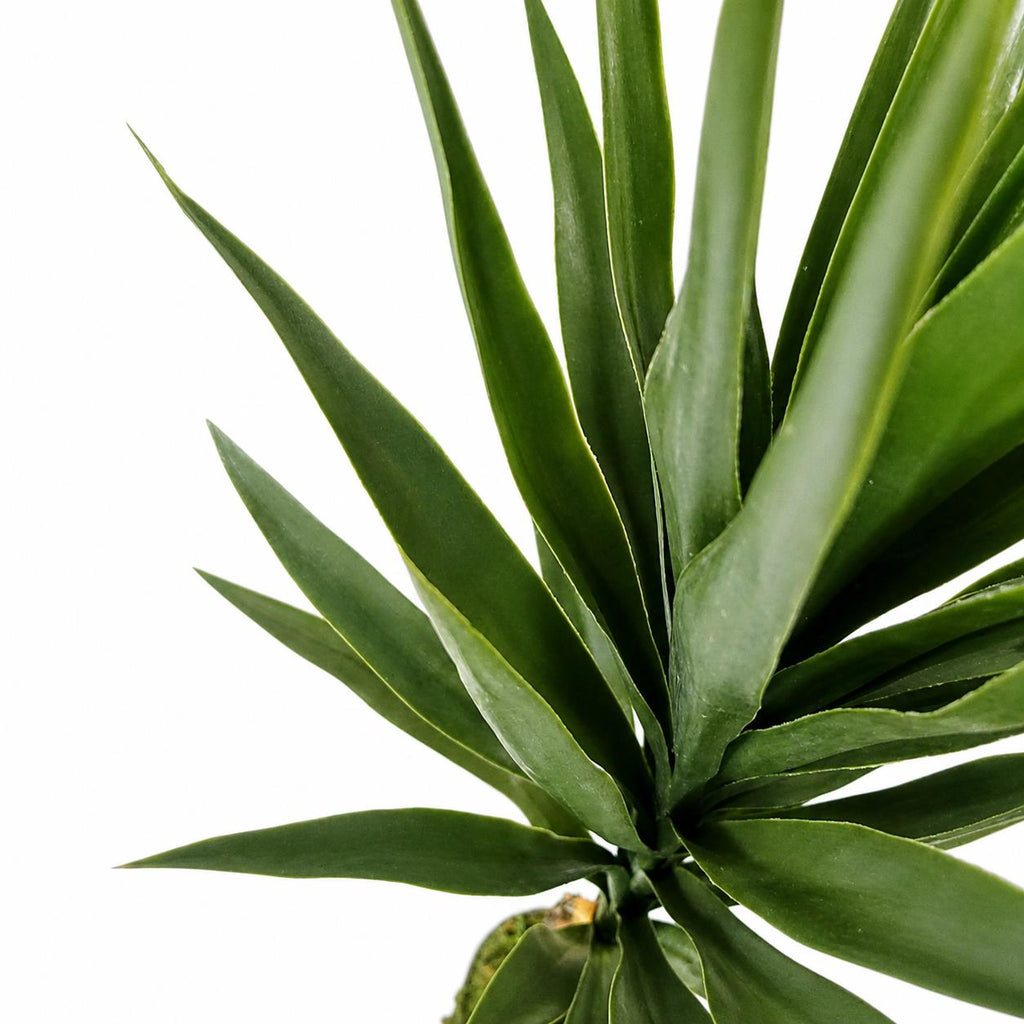 100cm YukkaTree in Pot Artificial