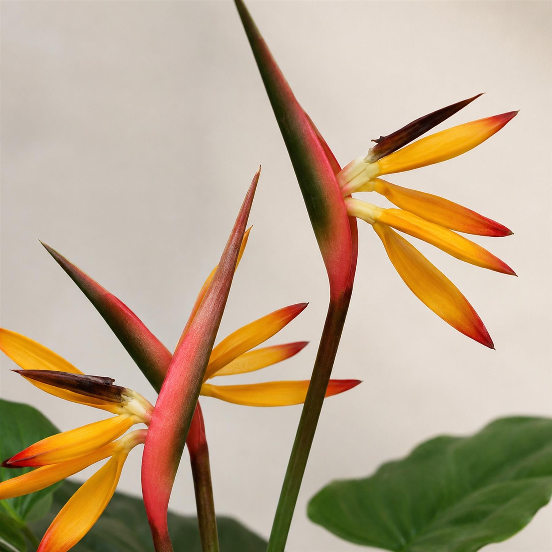 70cm Artificial Bird of Paradise Plant