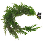 100cm Artificial Hanging String of Pearls Fern Plant Dark Green