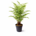 75cm Artificial Fern Plant