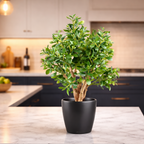 70cm Artificial Deluxe Jade Plant