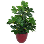 55cm Dark Green Artificial Arboricola Plant