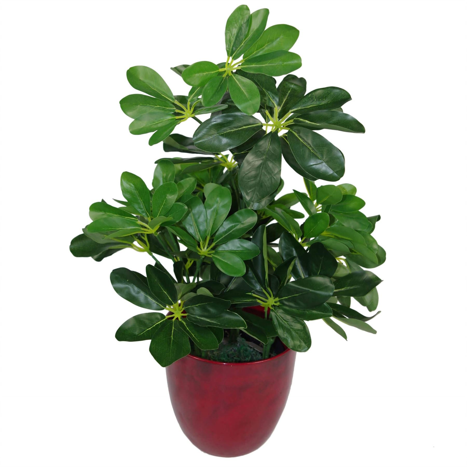 55cm Dark Green Artificial Arboricola Plant
