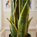 55cm Sansevieria Yellow Green Artificial Indoor Plant