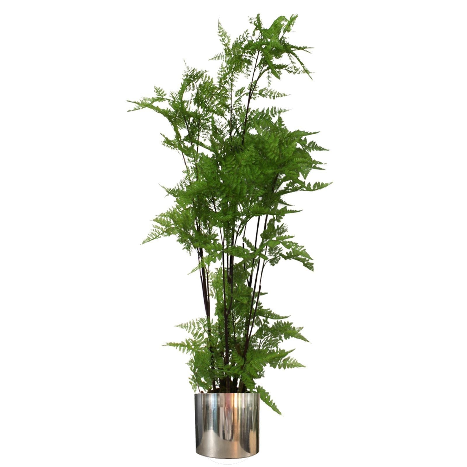 150cm Artificial Moss Base Fern Foliage Plant with Silver Metal Plater