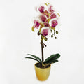 48cm Harlequin Orchid Artificial Pink with Gold Pot