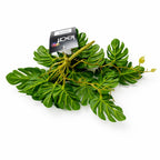 25cm Artificial Realistic Monstera Stem Plant Dark Green
