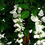 Artificial 130cm Luxury Wisteria Tree White Flowers Premium Range